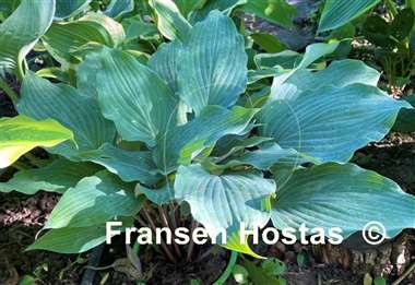 Hosta Frisian Misty Sky